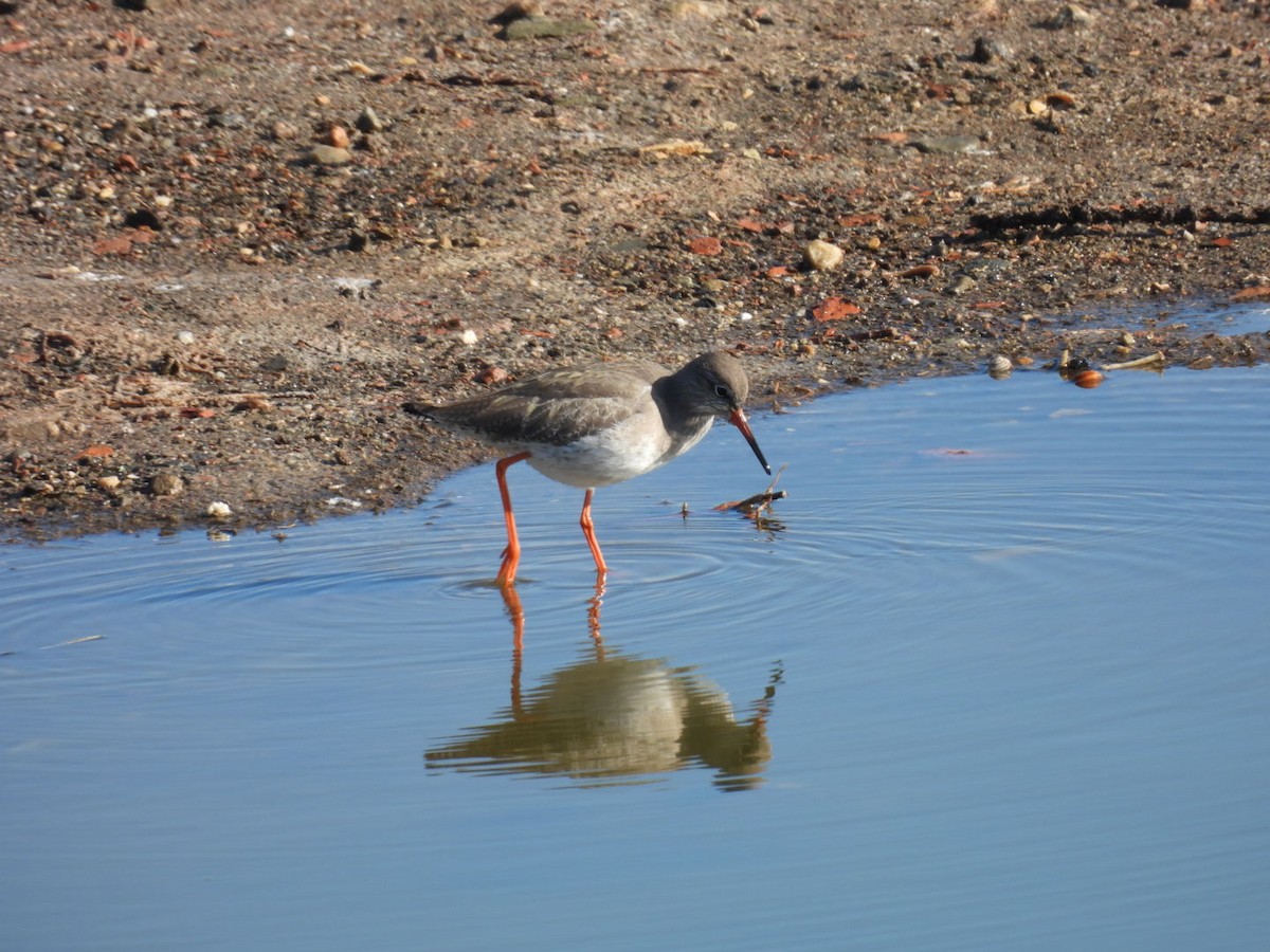 Pettegola - ML646244546