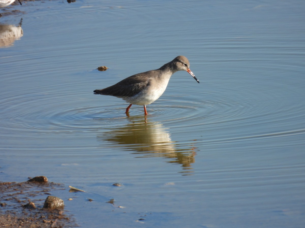 Pettegola - ML646244547