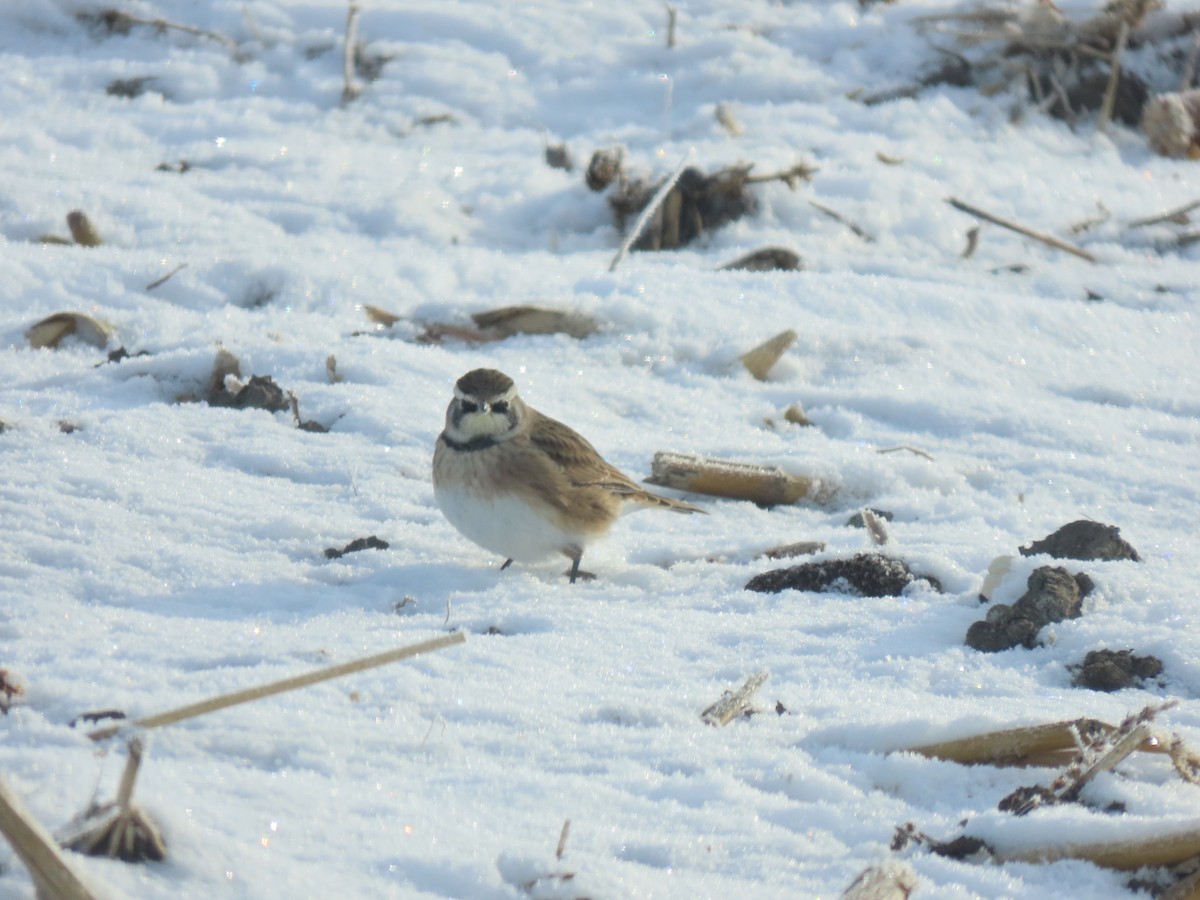 Horned Lark - ML646244548