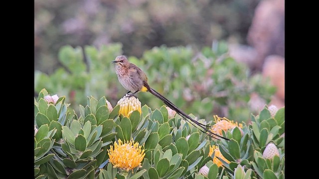 Cape Sugarbird - ML646244549