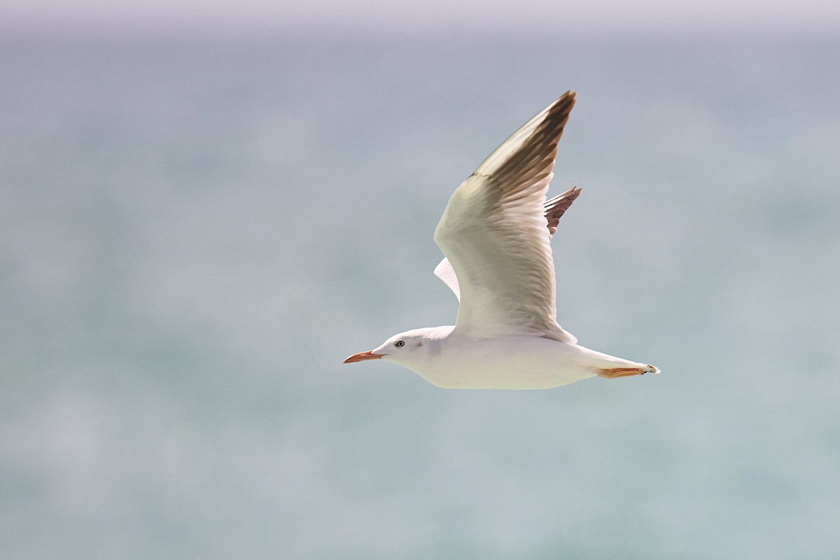 Slender-billed Gull - ML646244550
