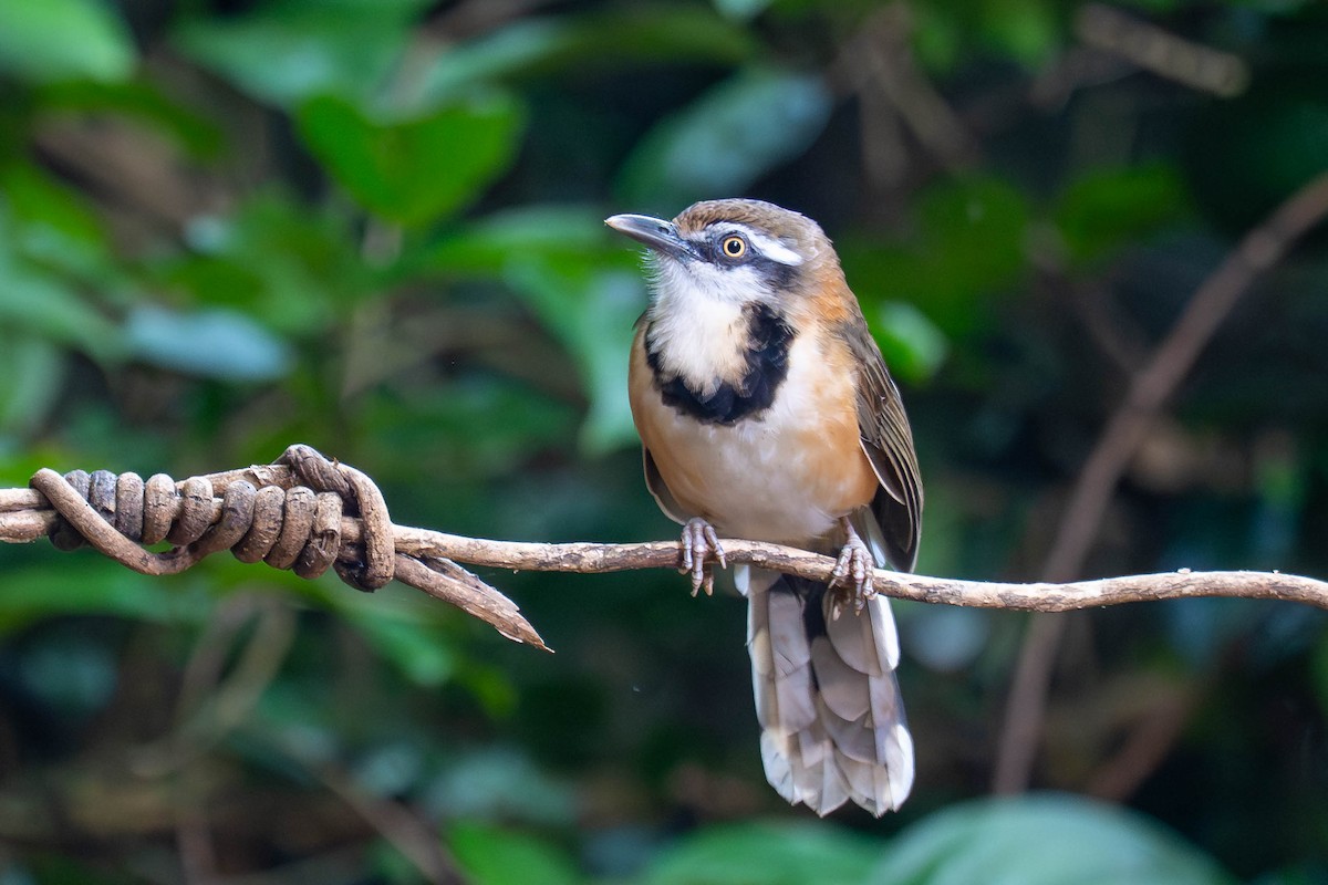 Lesser Necklaced Laughingthrush - ML646244554