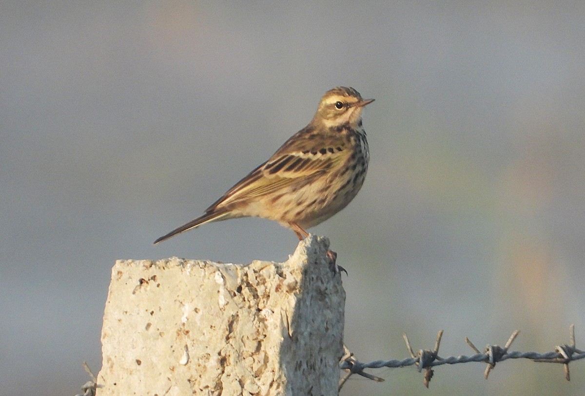 Rosy Pipit - ML646244557