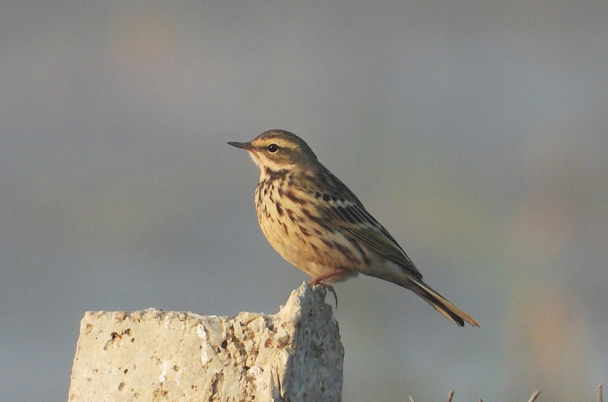 Rosy Pipit - ML646244558