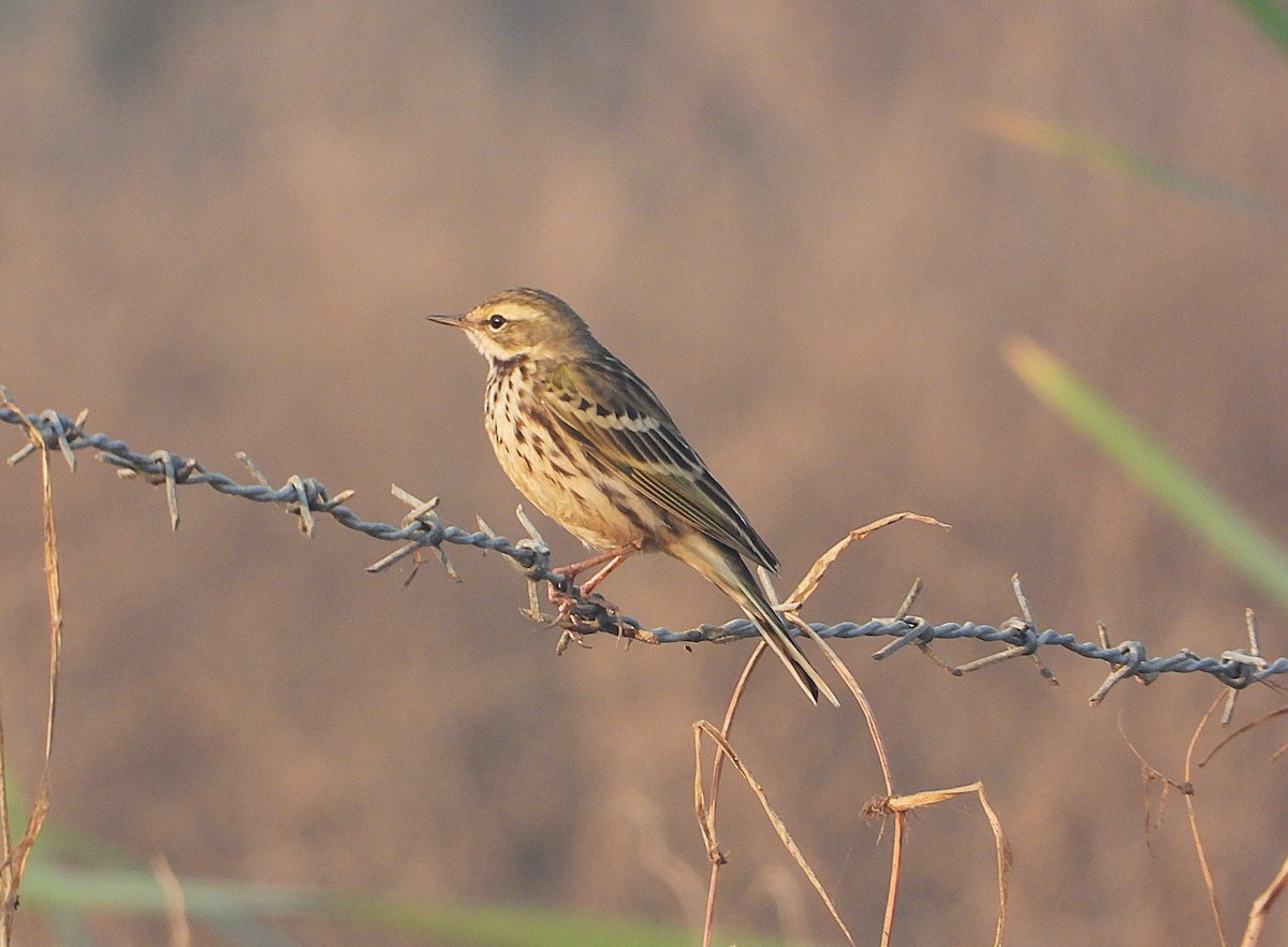Rosy Pipit - ML646244559