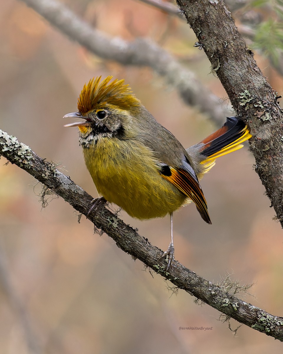 Chestnut-tailed Minla - ML646244560