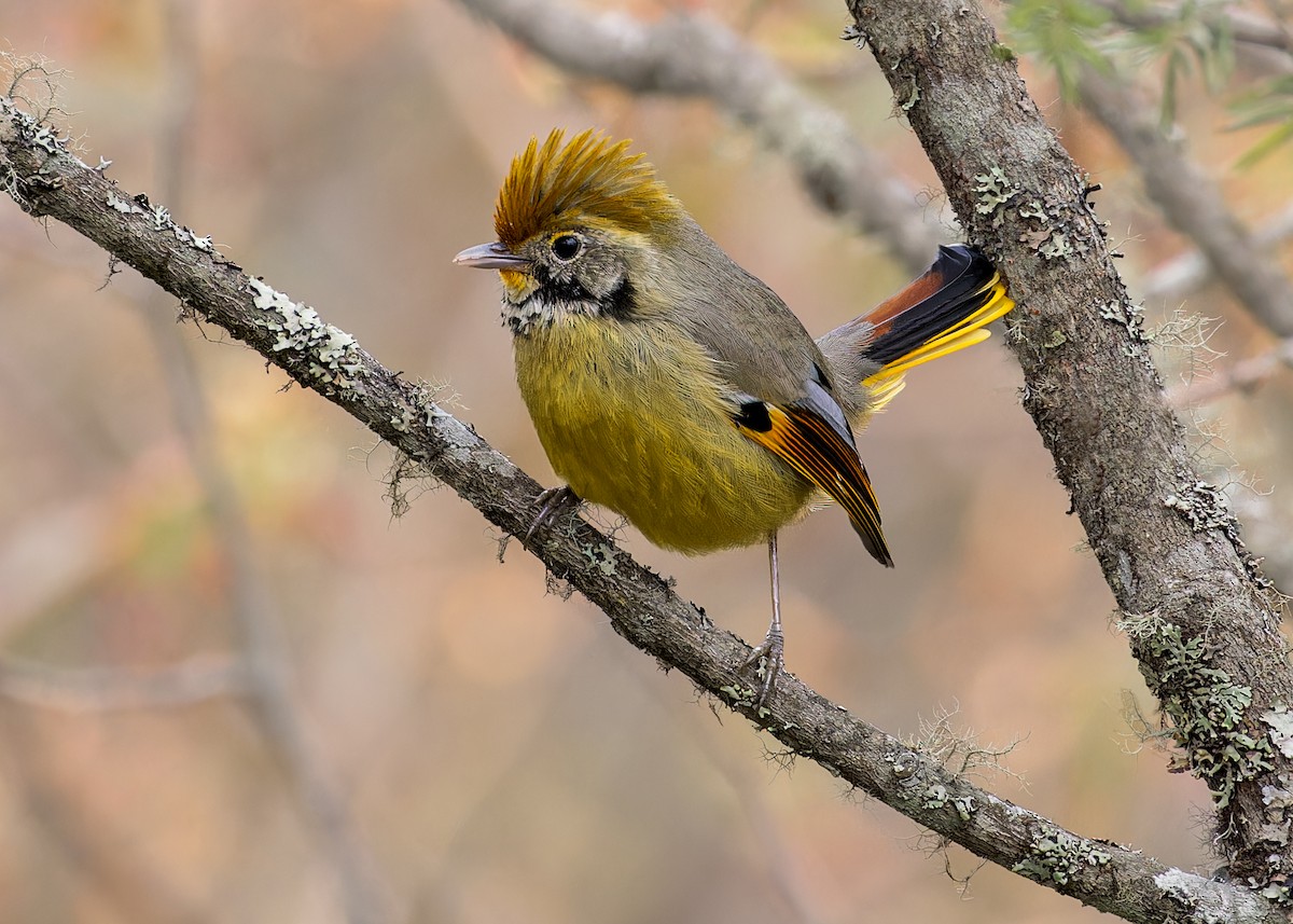 Chestnut-tailed Minla - ML646244561