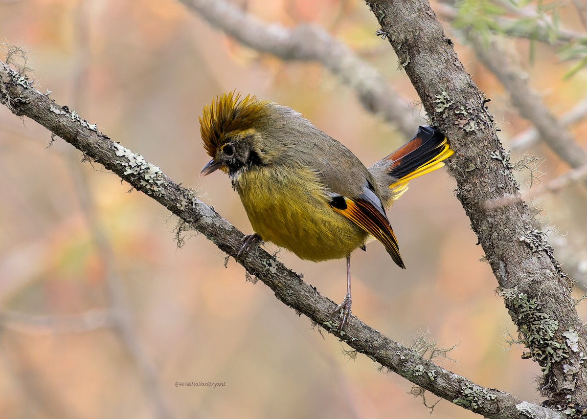 Chestnut-tailed Minla - ML646244562