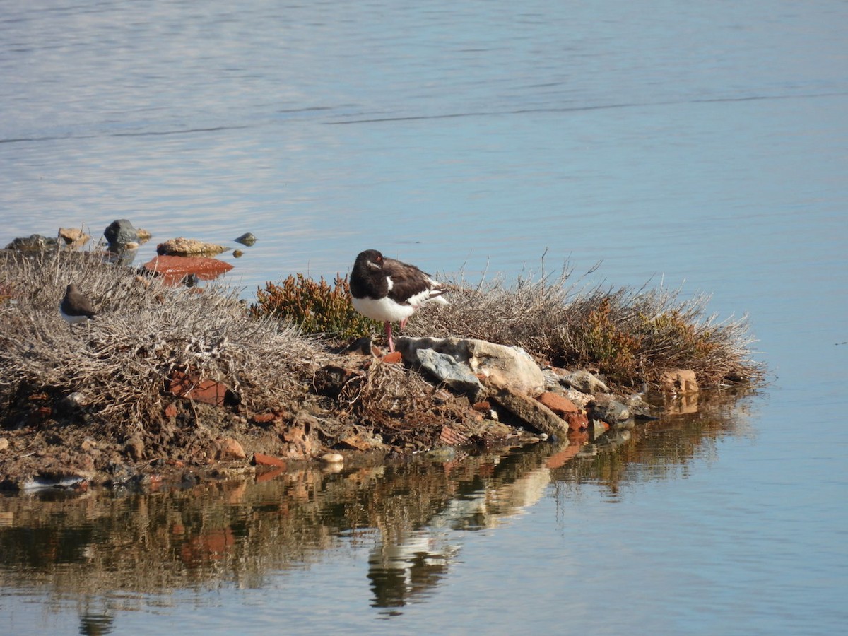 Beccaccia di mare - ML646244565