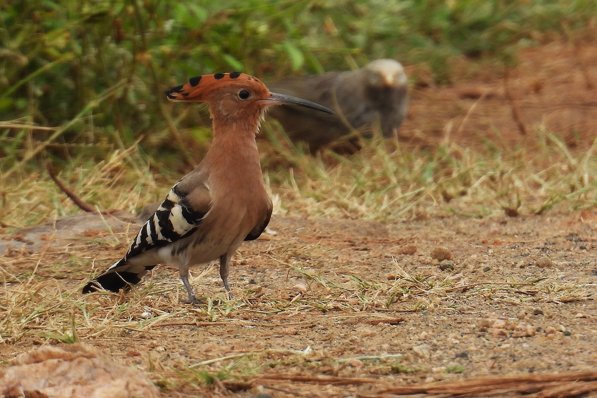 Argi-oilar arrunta - ML646244566