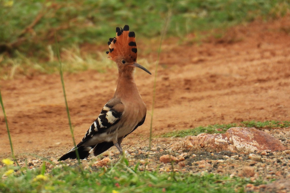 Argi-oilar arrunta - ML646244567