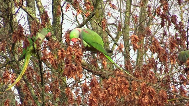 Alexandrine Parakeet - ML646244569