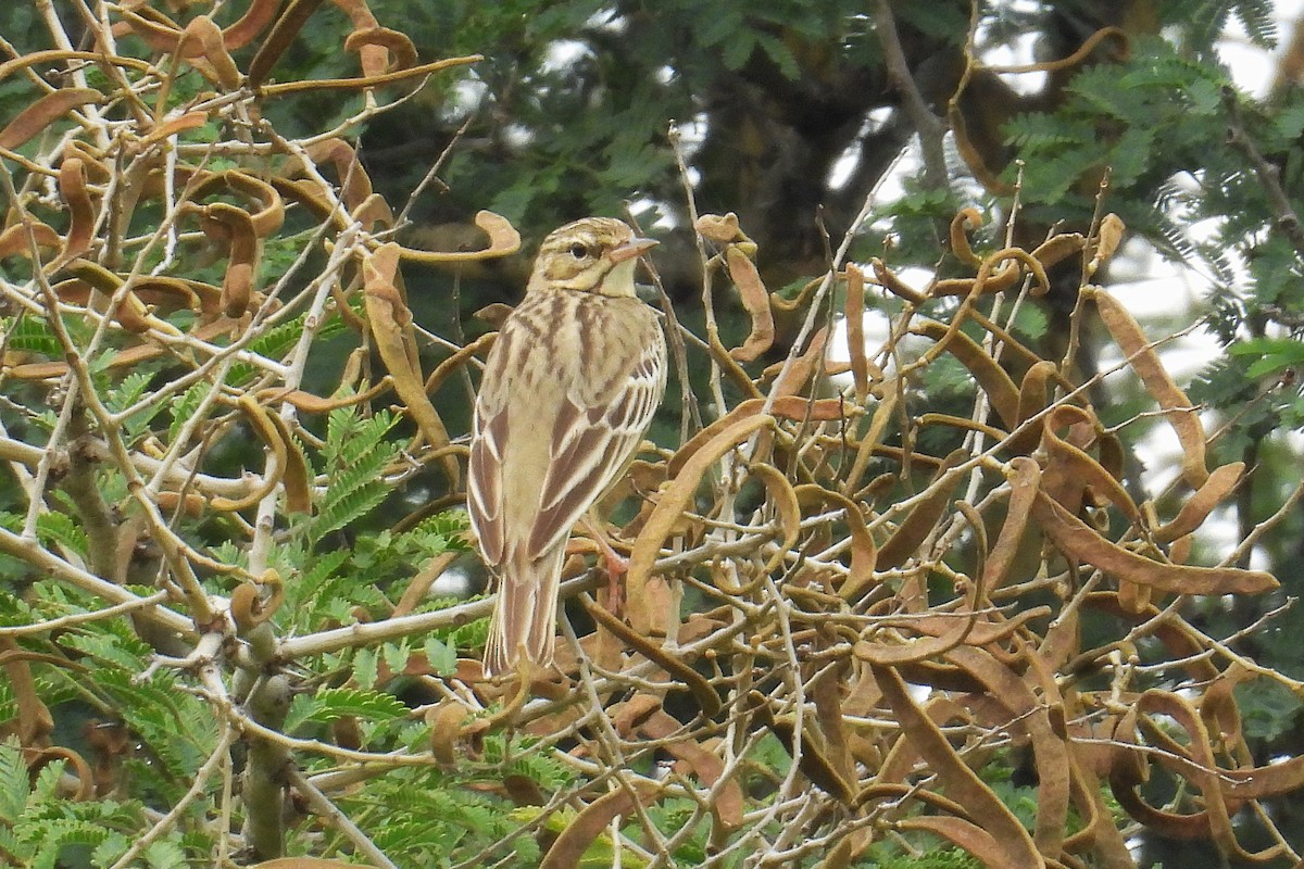 Uda-txirta - ML646244572