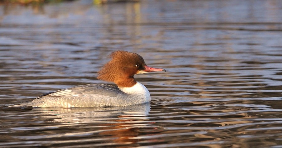 מרגון גדול - ML646244575