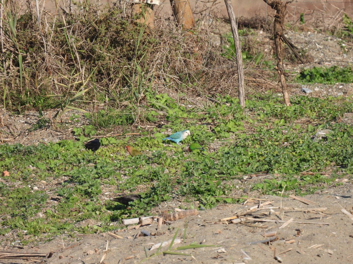 Inseparabile facciarosa - ML646244584