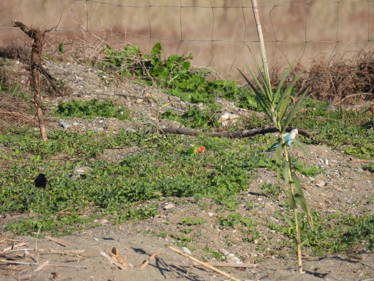 Inseparabile facciarosa - ML646244585