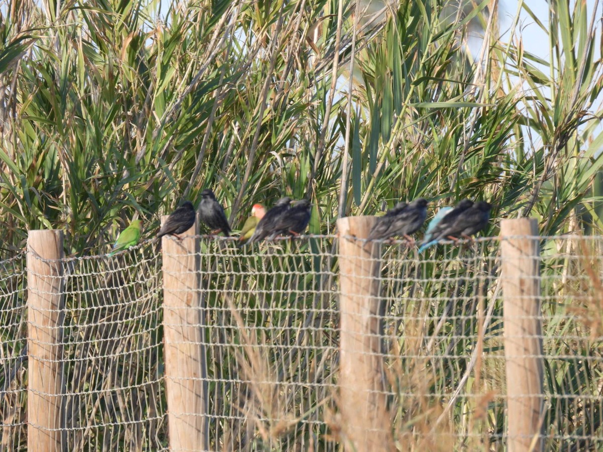 Inseparabile facciarosa - ML646244586