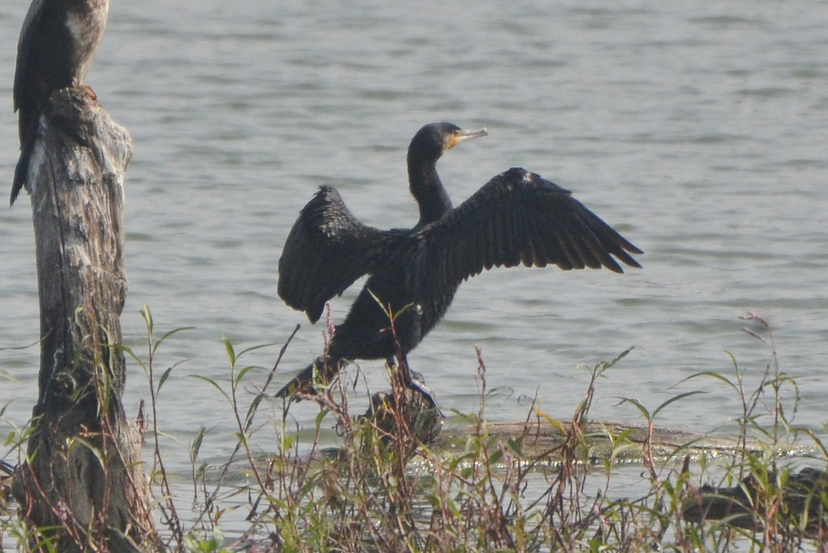 kormorán velký - ML646244596