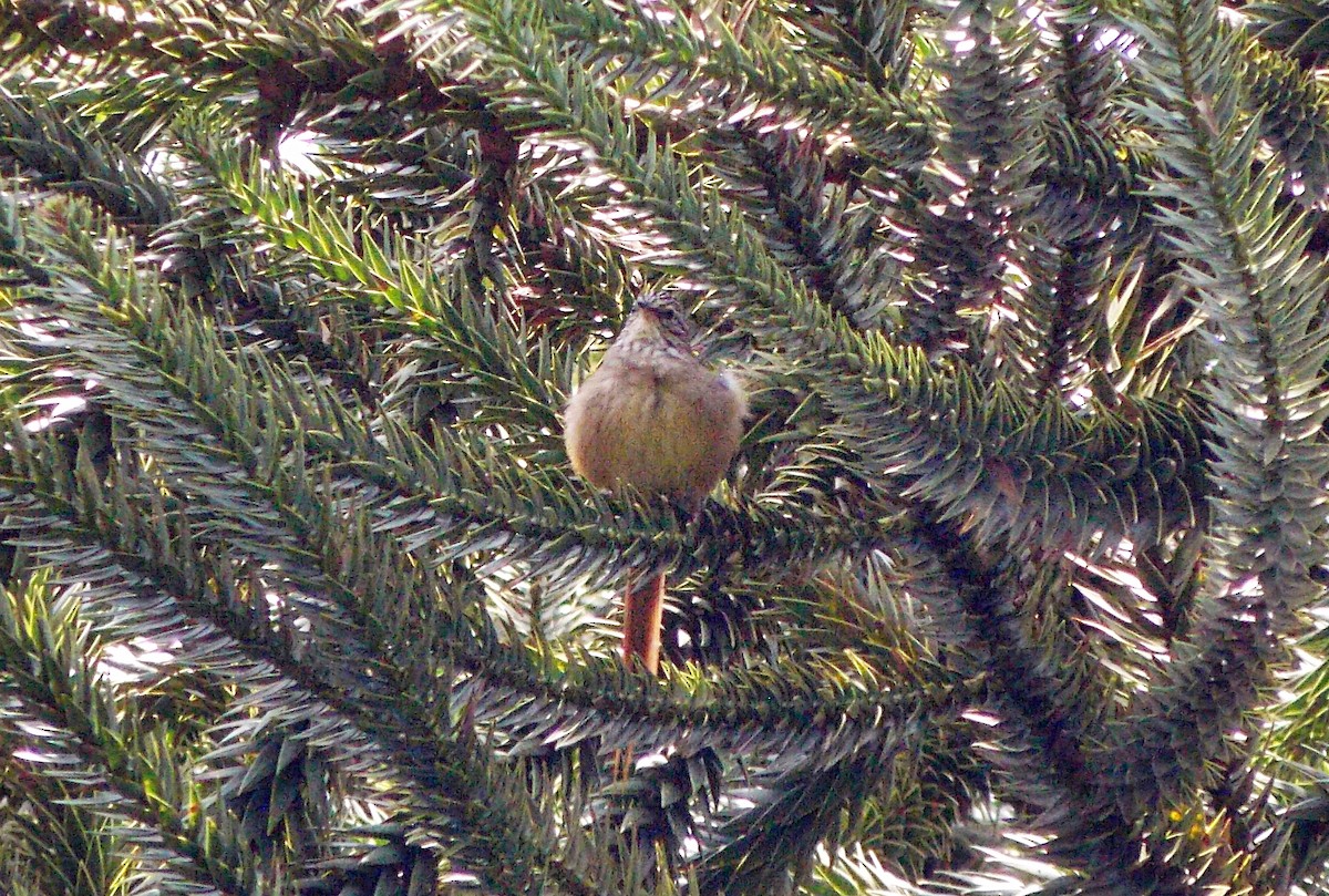 Araucaria Tit-Spinetail - ML646244607