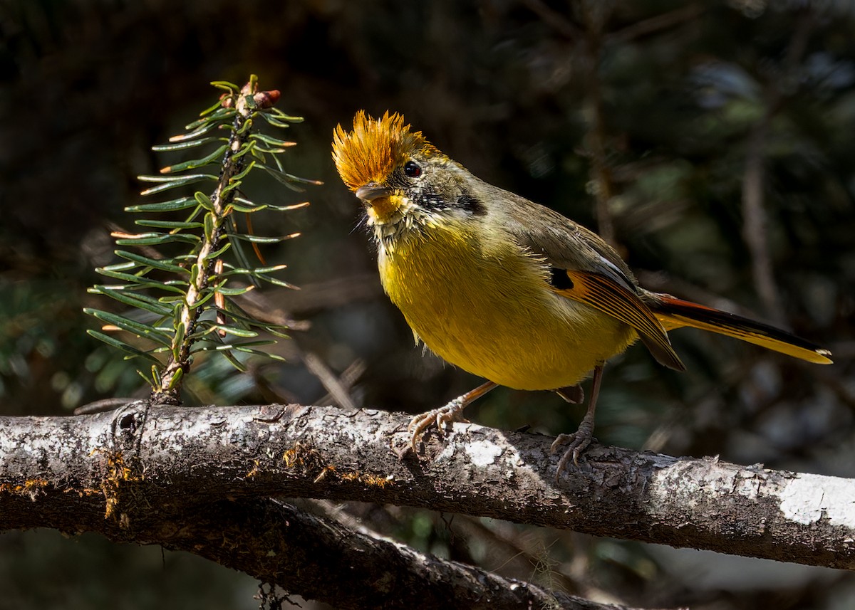 Chestnut-tailed Minla - ML646244611