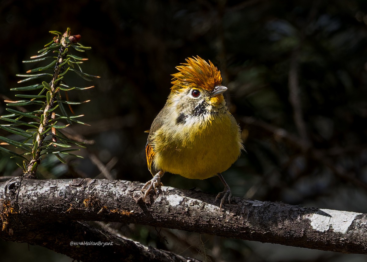 Chestnut-tailed Minla - ML646244612