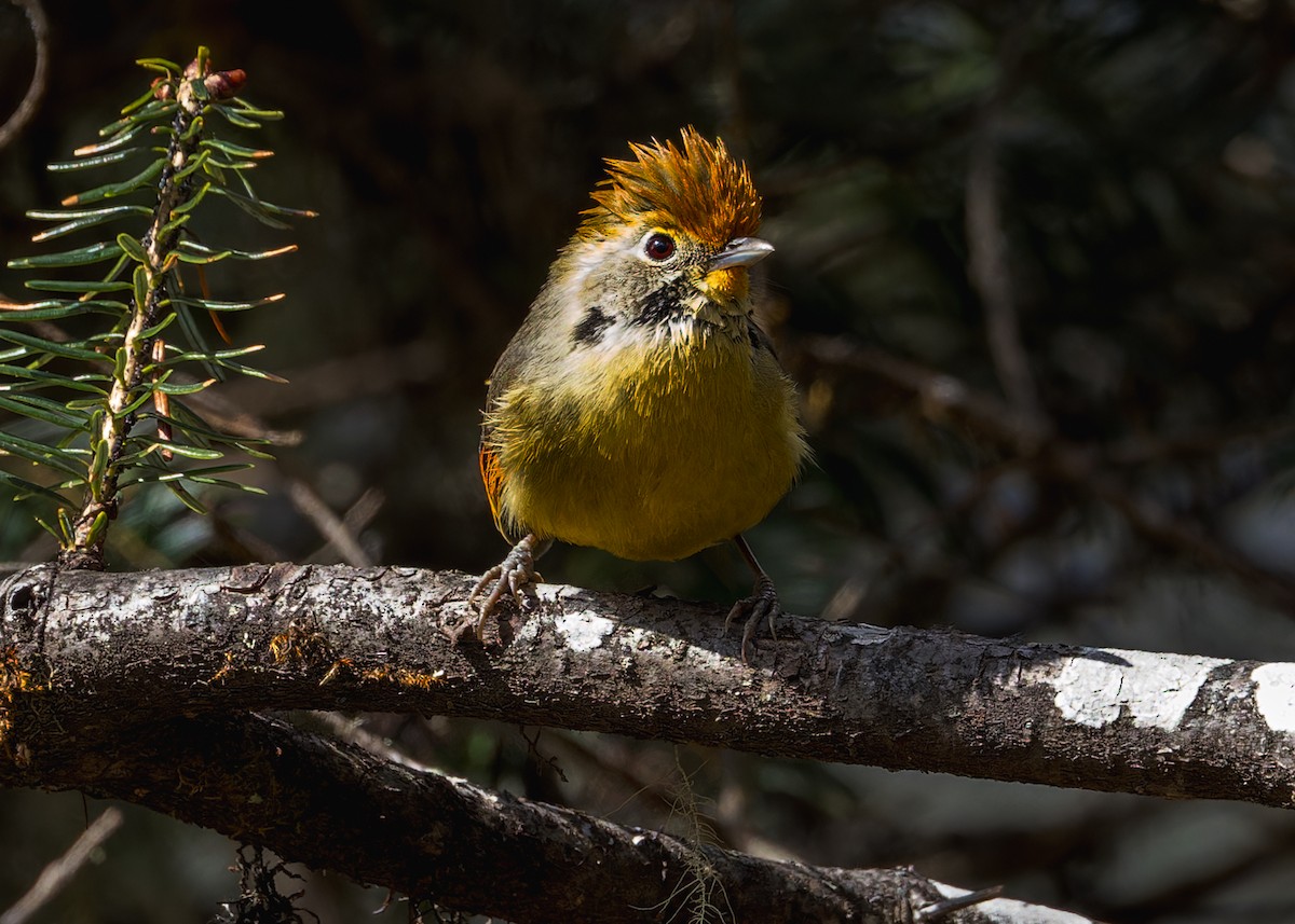 Chestnut-tailed Minla - ML646244613