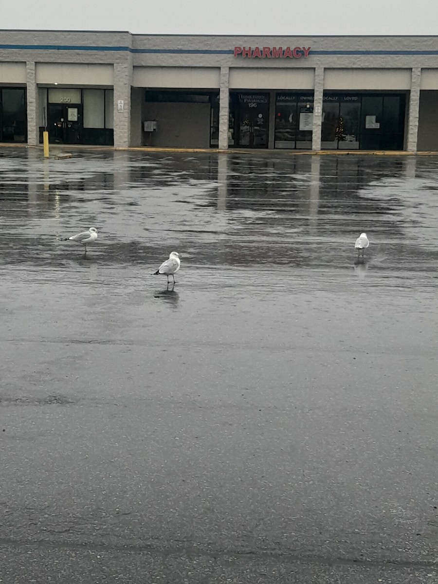 Ring-billed Gull - ML646244618