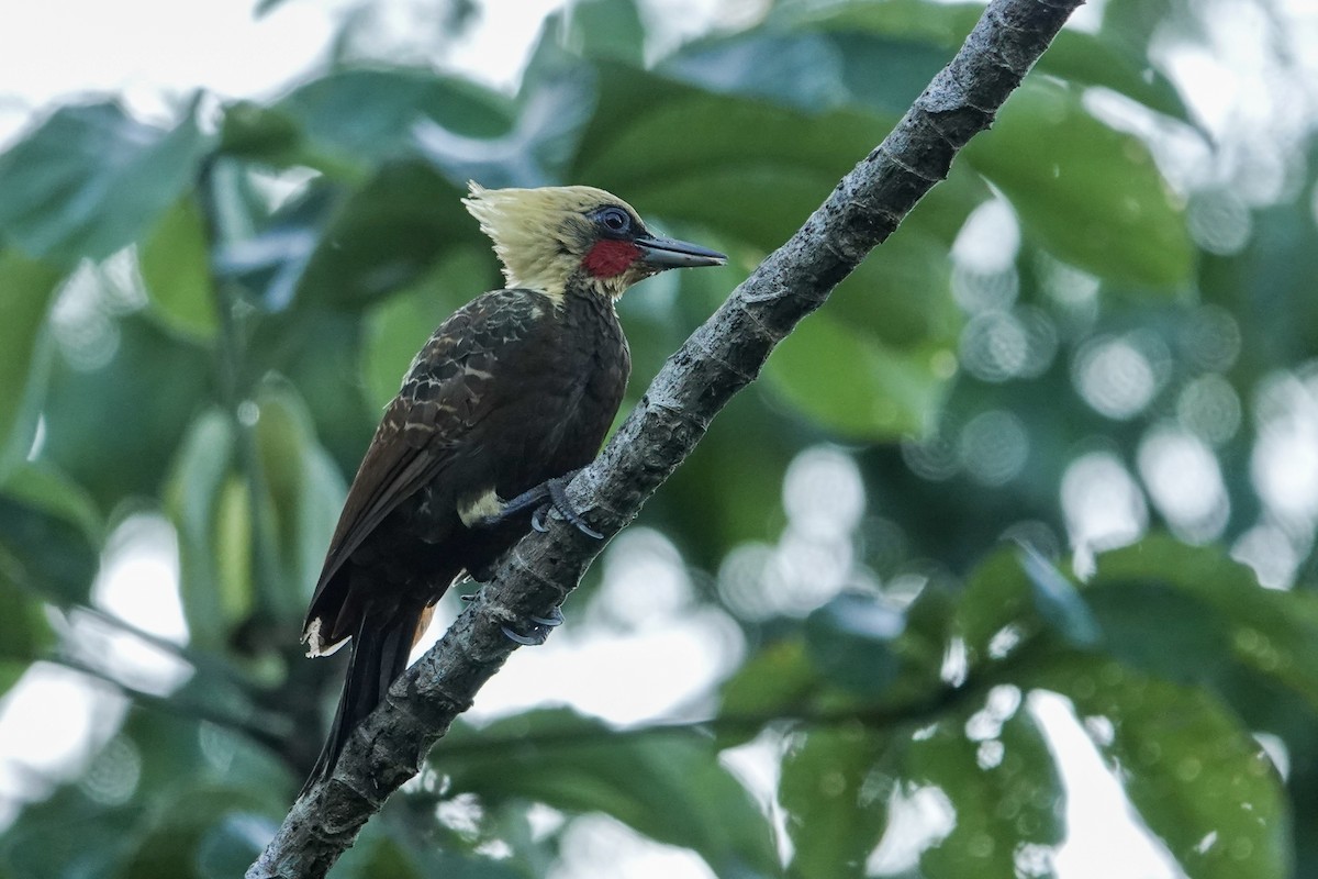 Pale-crested Woodpecker - ML646244621