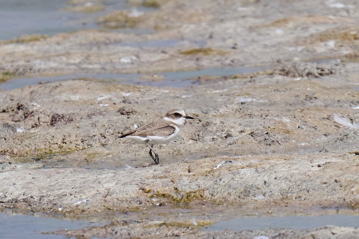 hvitbrystlo - ML646244624