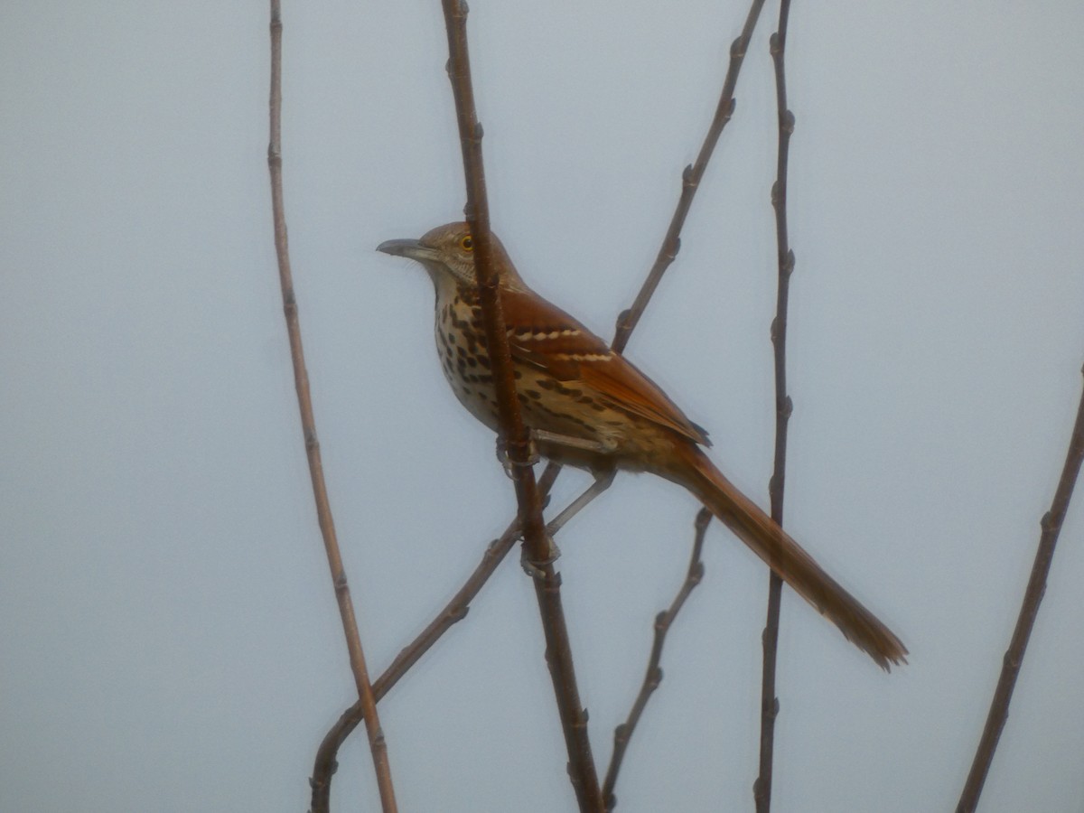 Brown Thrasher - ML646244641