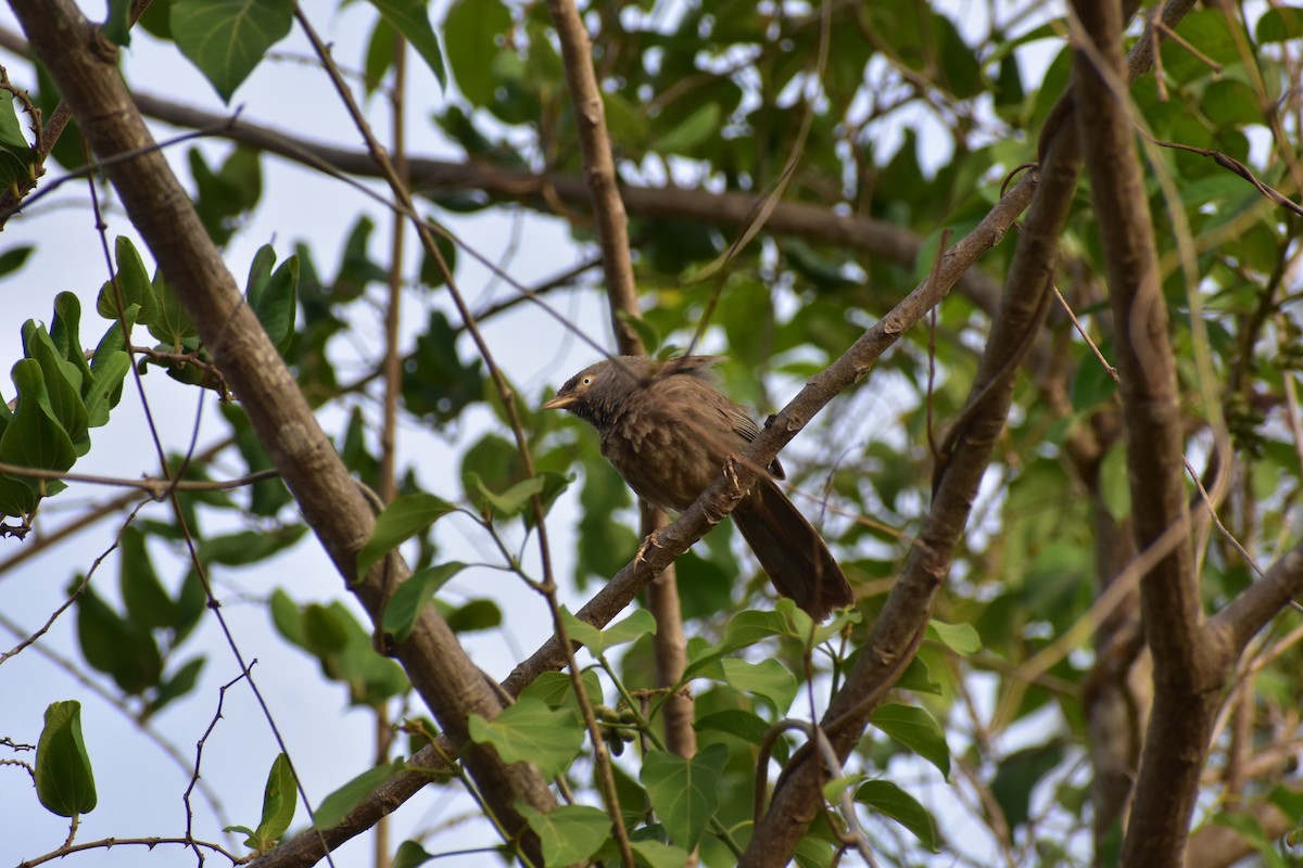 Oihan-kalapitaria - ML646244642