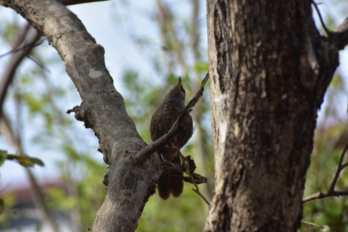 Oihan-kalapitaria - ML646244643