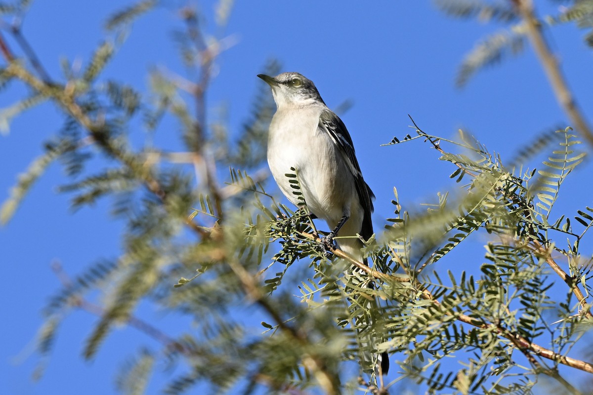 Northern Mockingbird - ML646244645