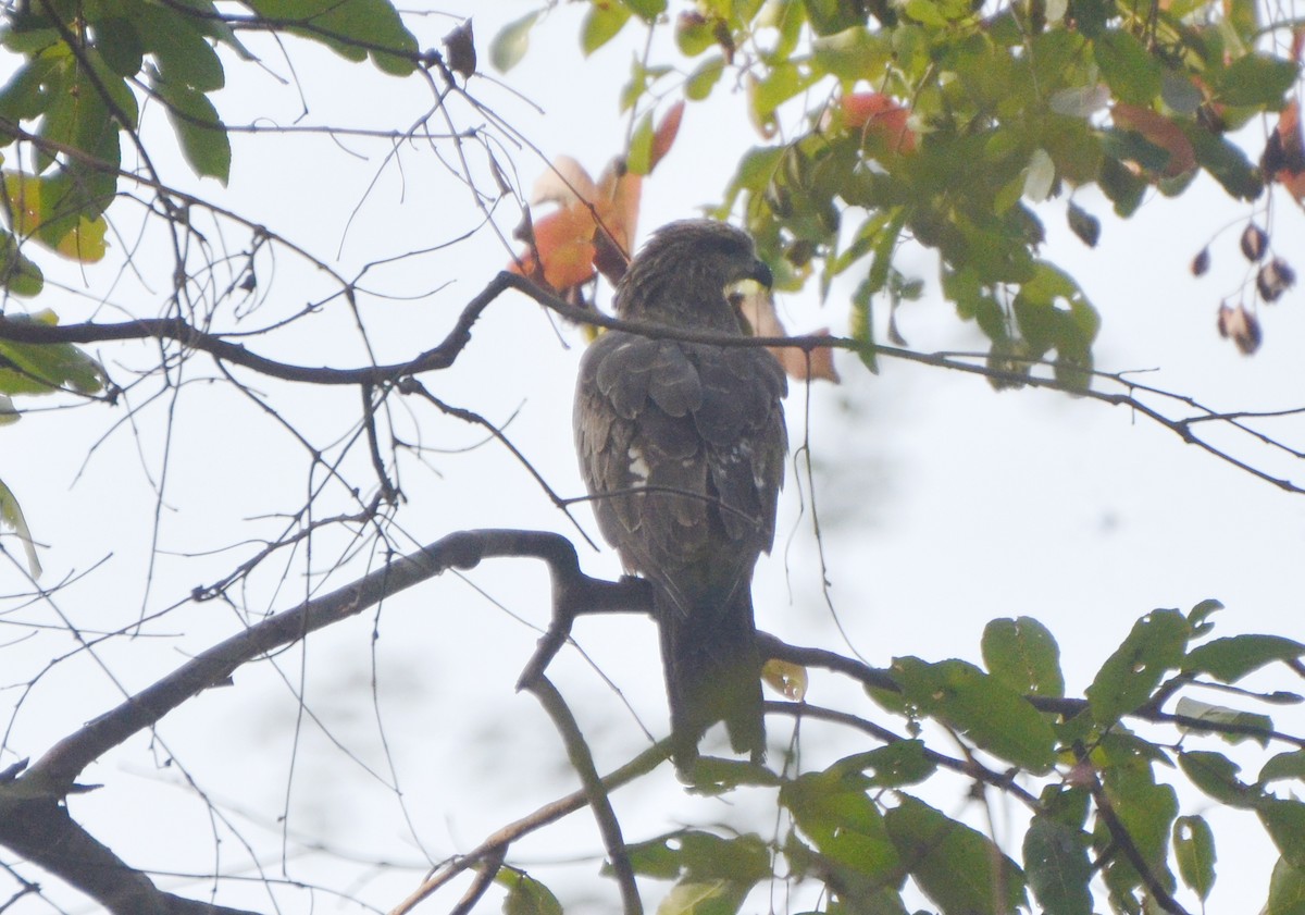 Miru beltza - ML646244648