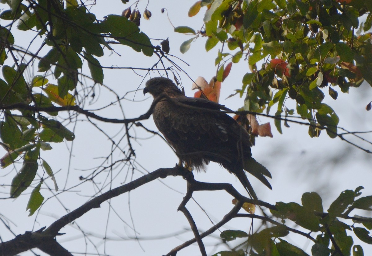 Miru beltza - ML646244649