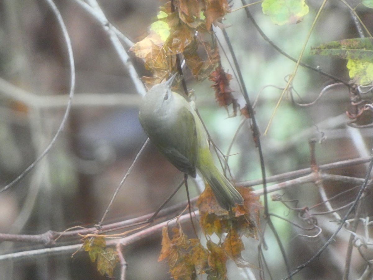 Orange-crowned Warbler (celata) - ML646244667