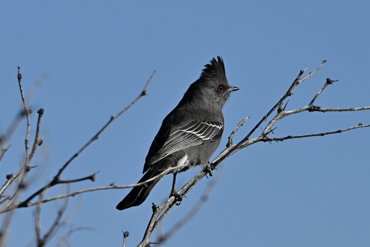 Phainopepla - ML646244671