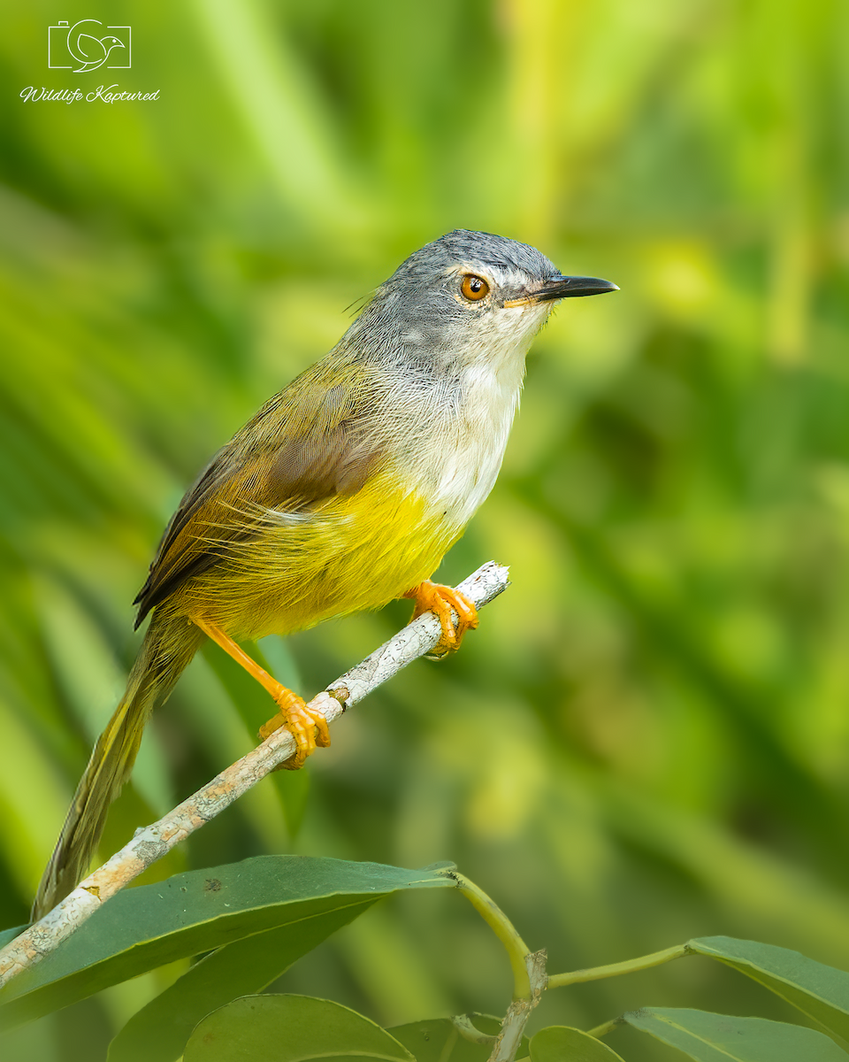 Yellow-bellied Prinia - ML646244672