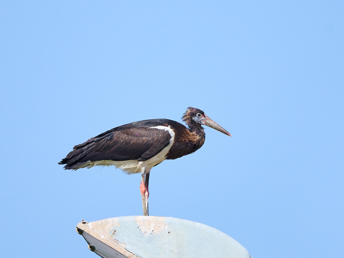 Abdim zikoina - ML646244673