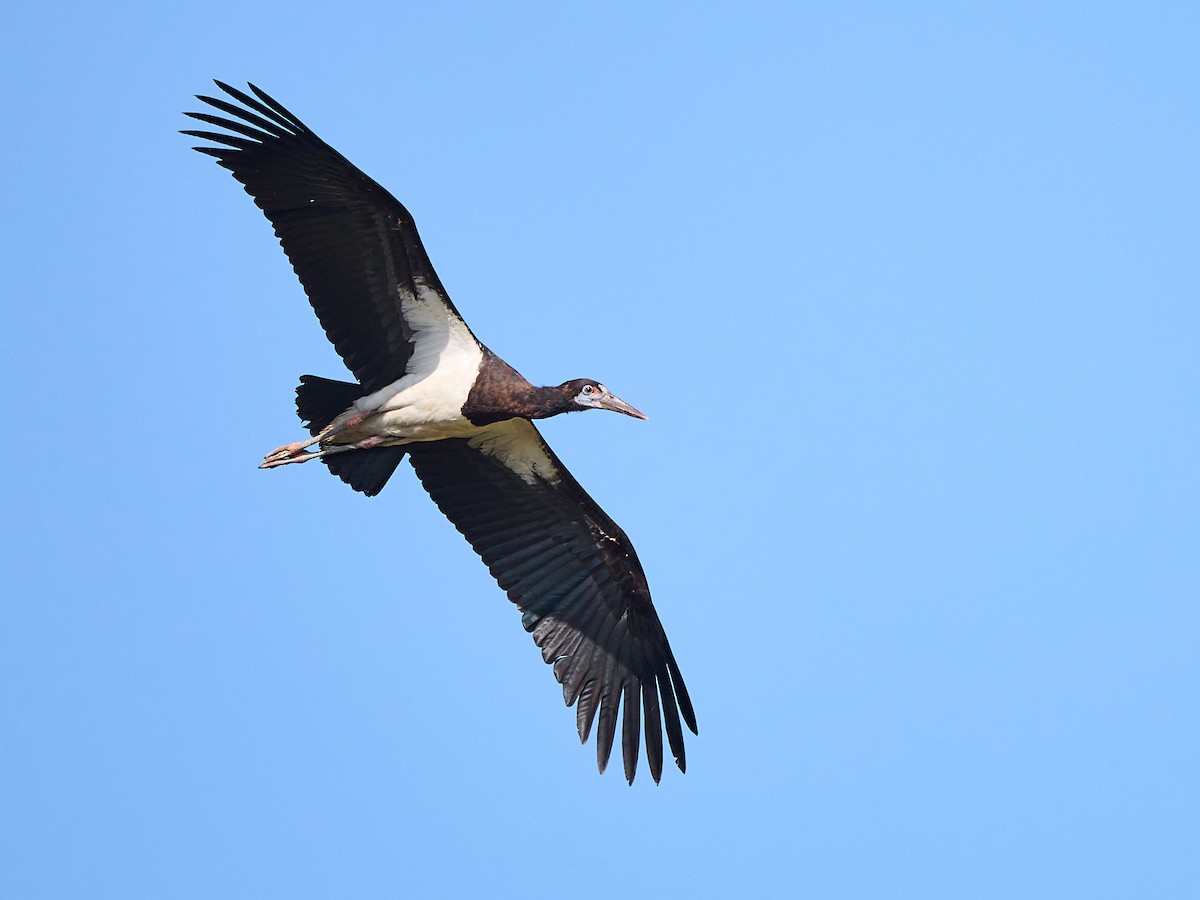 Abdim zikoina - ML646244674