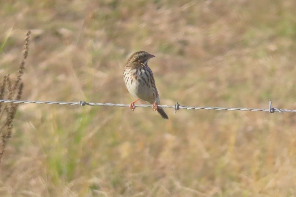 Savannah Sparrow - ML646244676