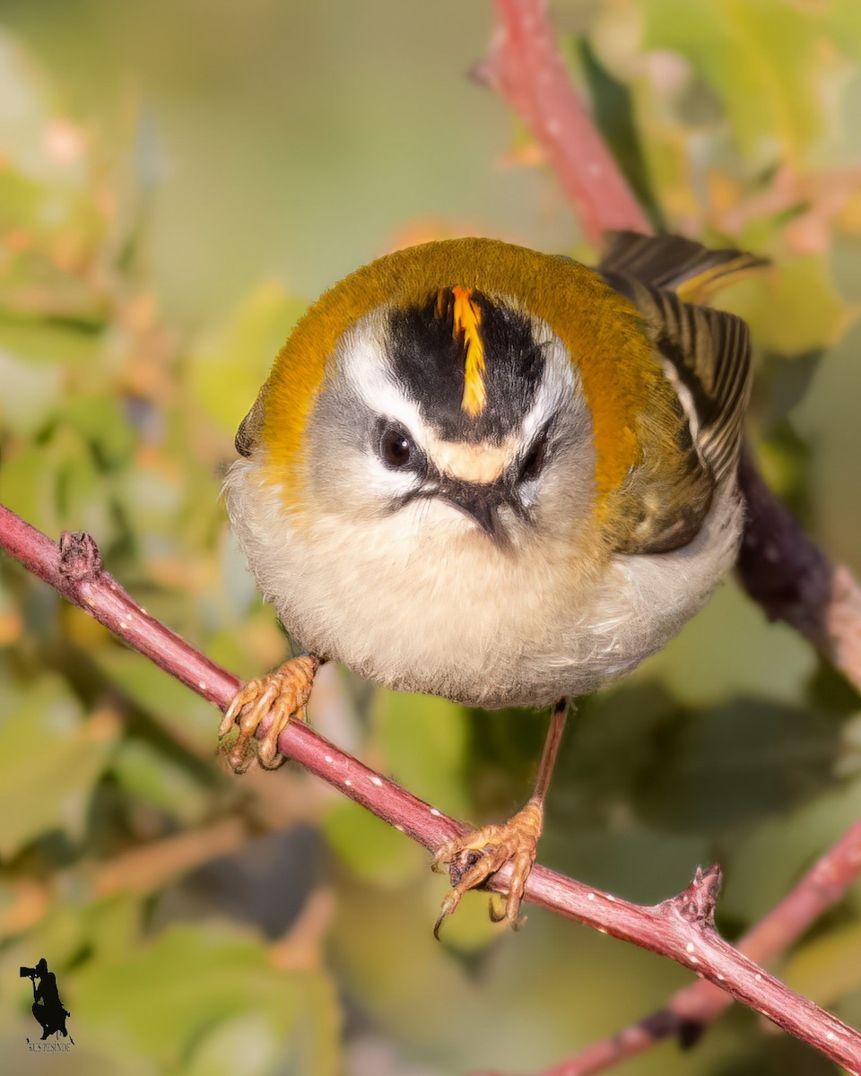 Erregetxo bekainzuria - ML646244677