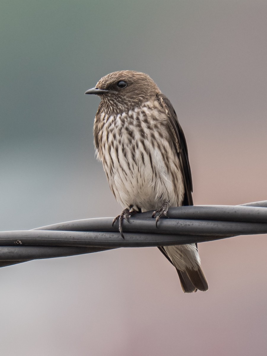 Mascarene Martin - ML646244678