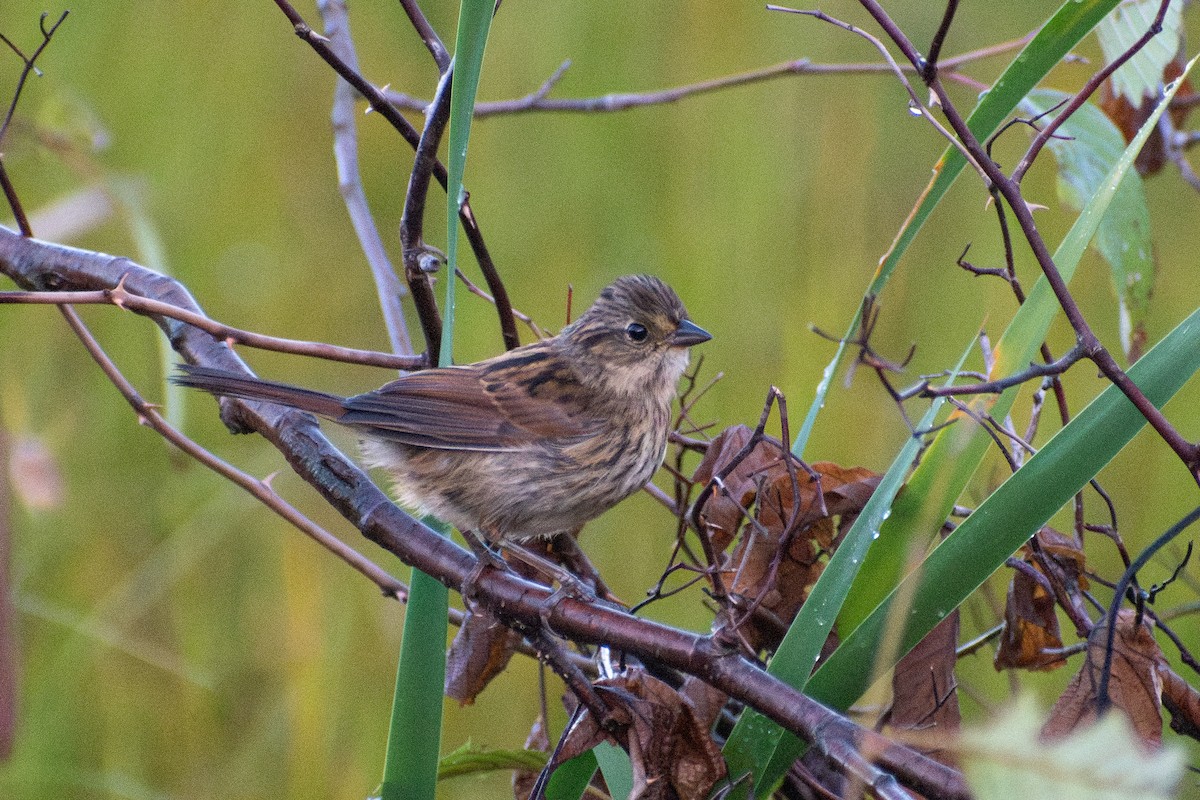 Swamp Sparrow - ML646244680