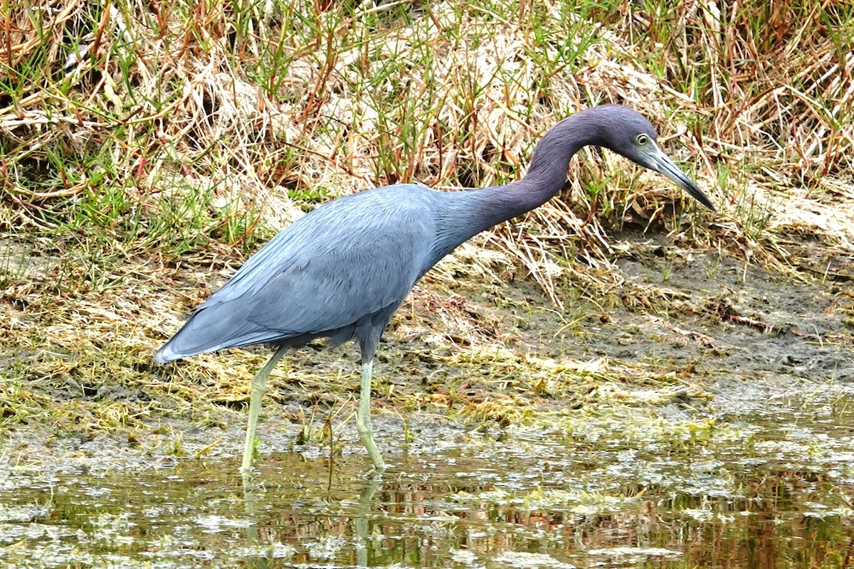 Koartzatxo urdina - ML646244682