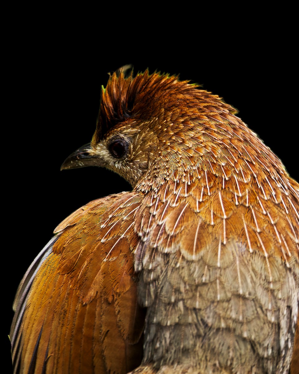 bhutanlattertrost - ML646244687