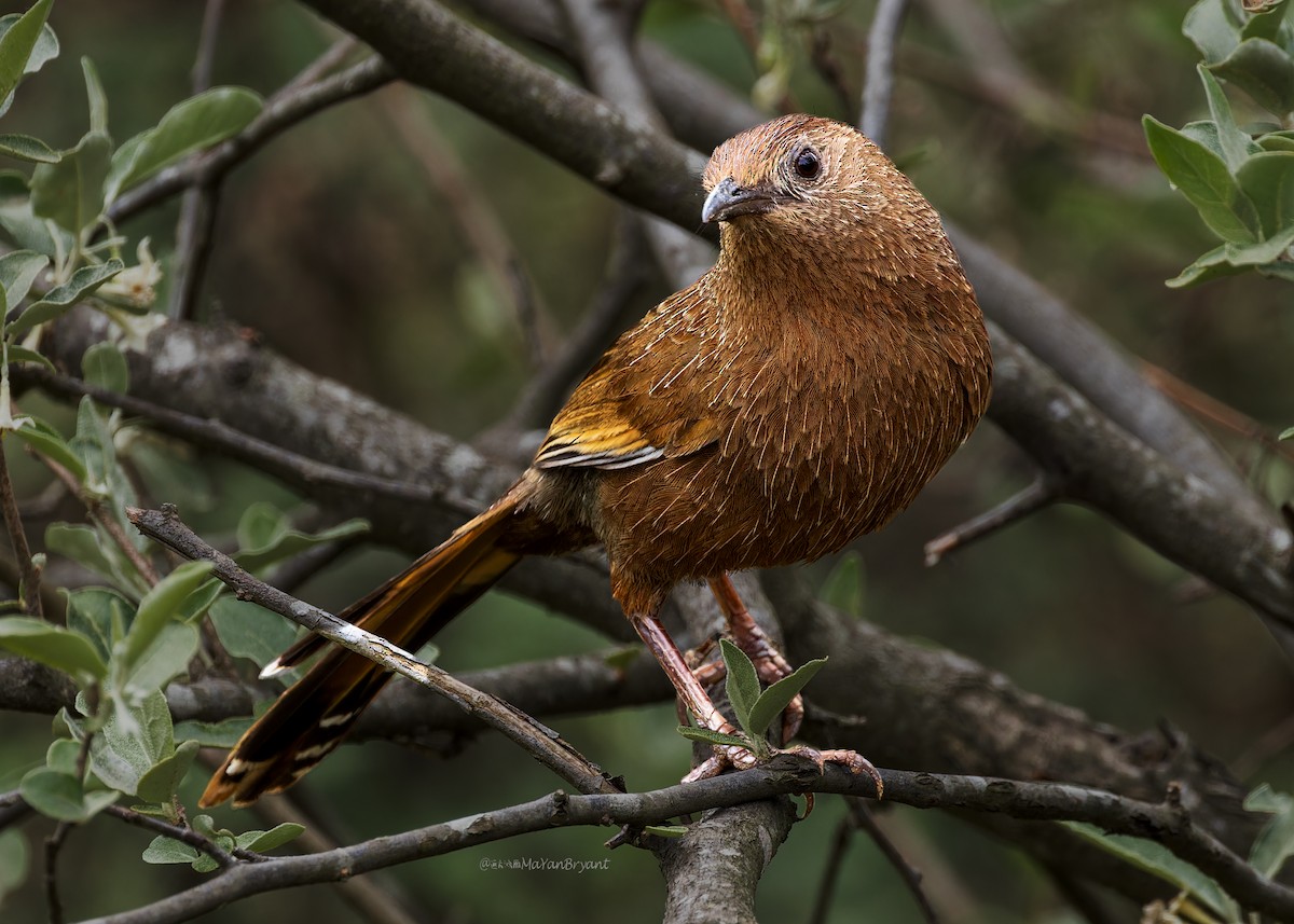 bhutanlattertrost - ML646244688