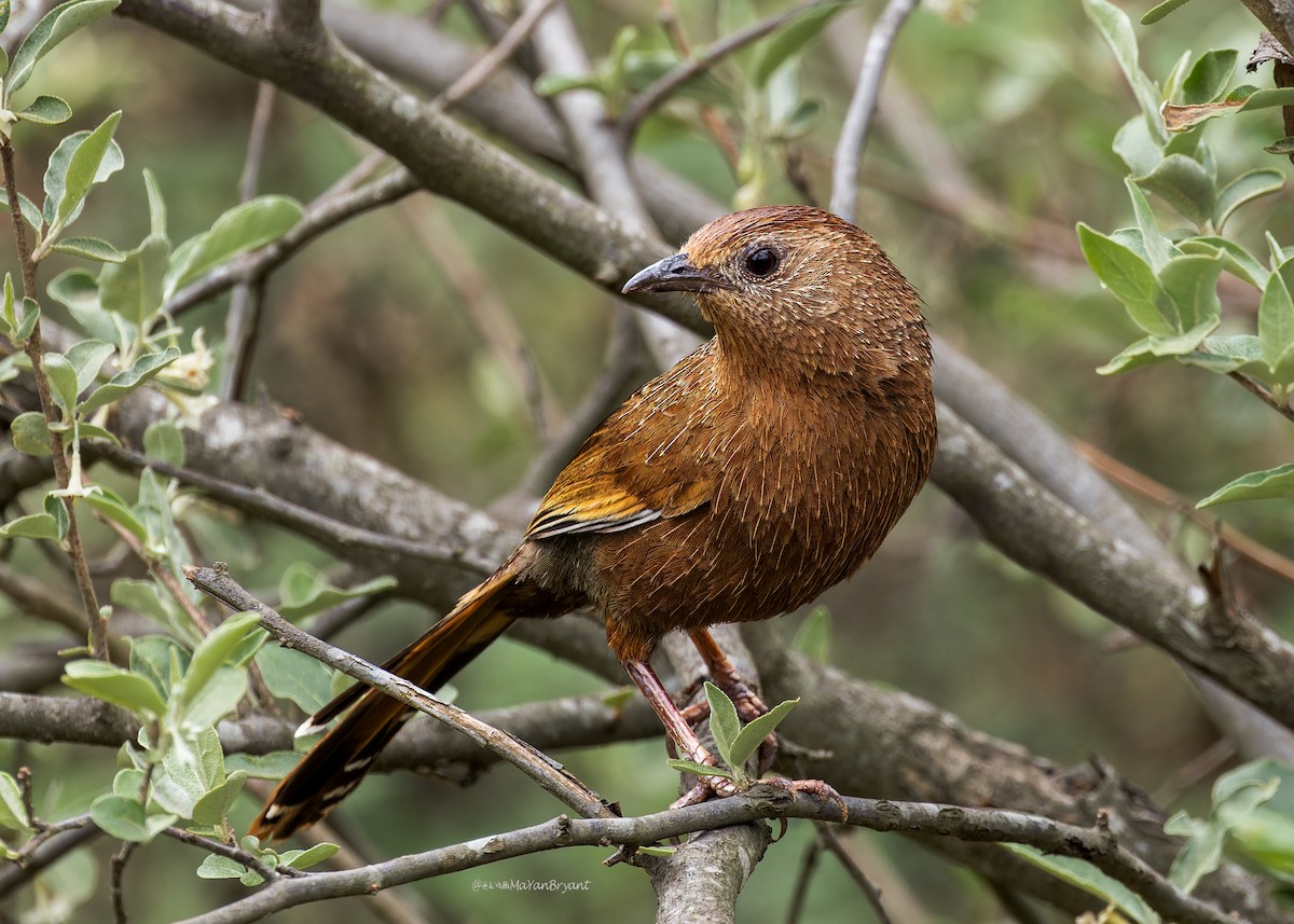 bhutanlattertrost - ML646244689