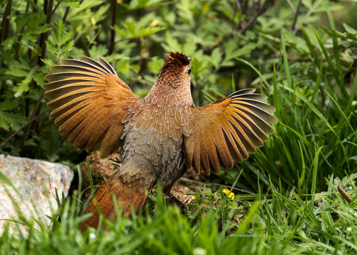 bhutanlattertrost - ML646244693