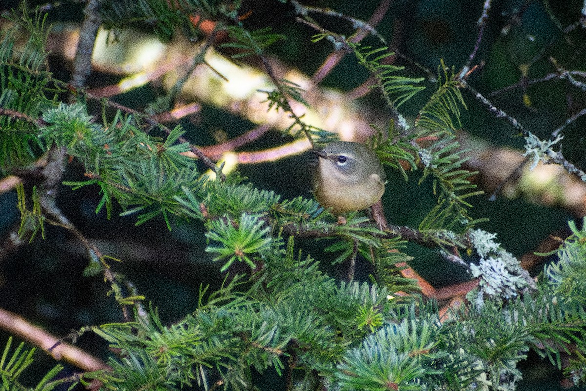 Black-throated Blue Warbler - ML646244696